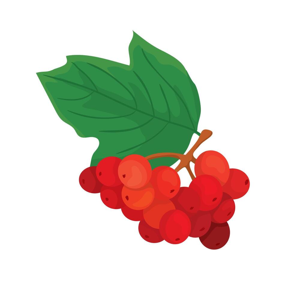 Botanic illustration of red rowan branch vector
