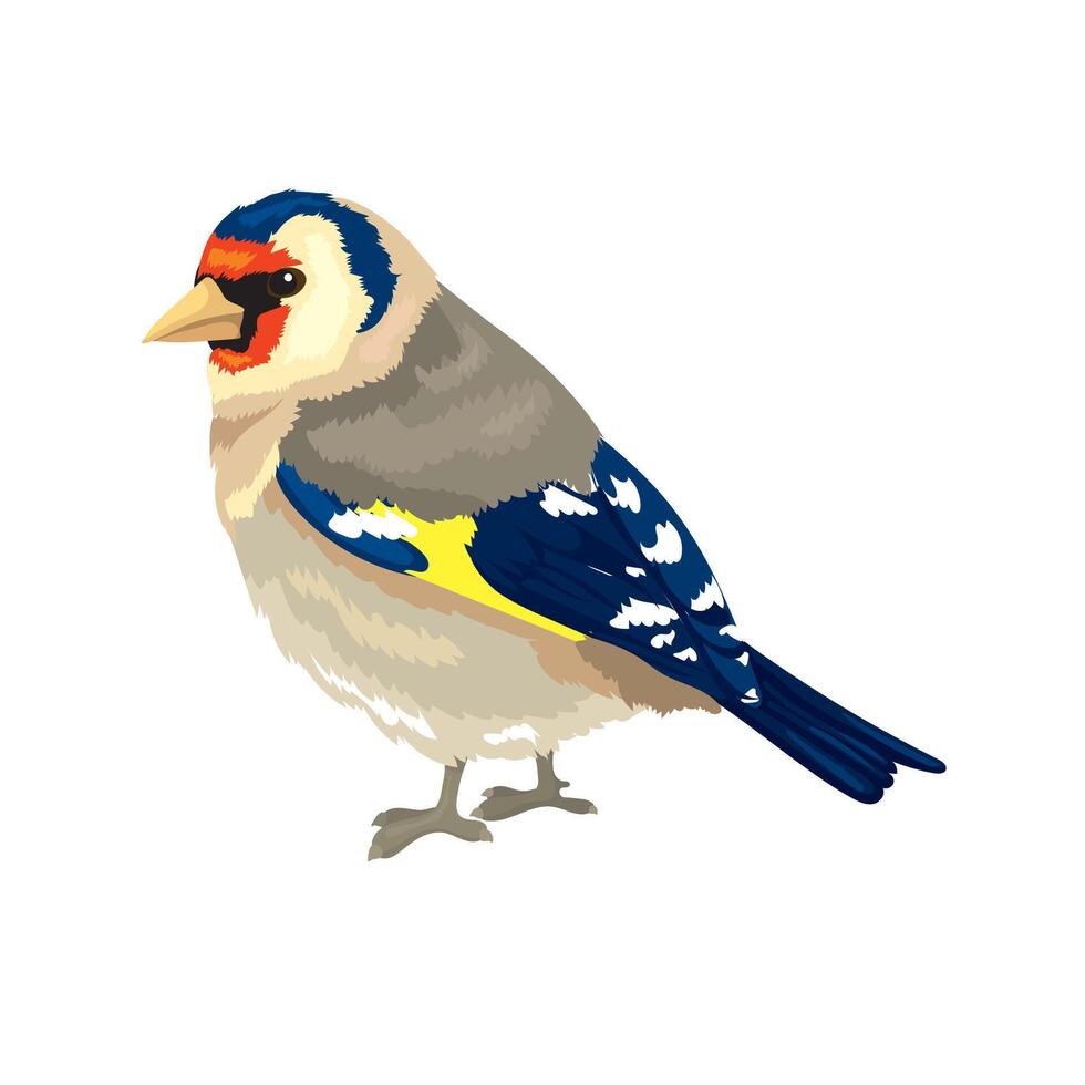 Beautiful little bird goldfinch from redpoll family vector