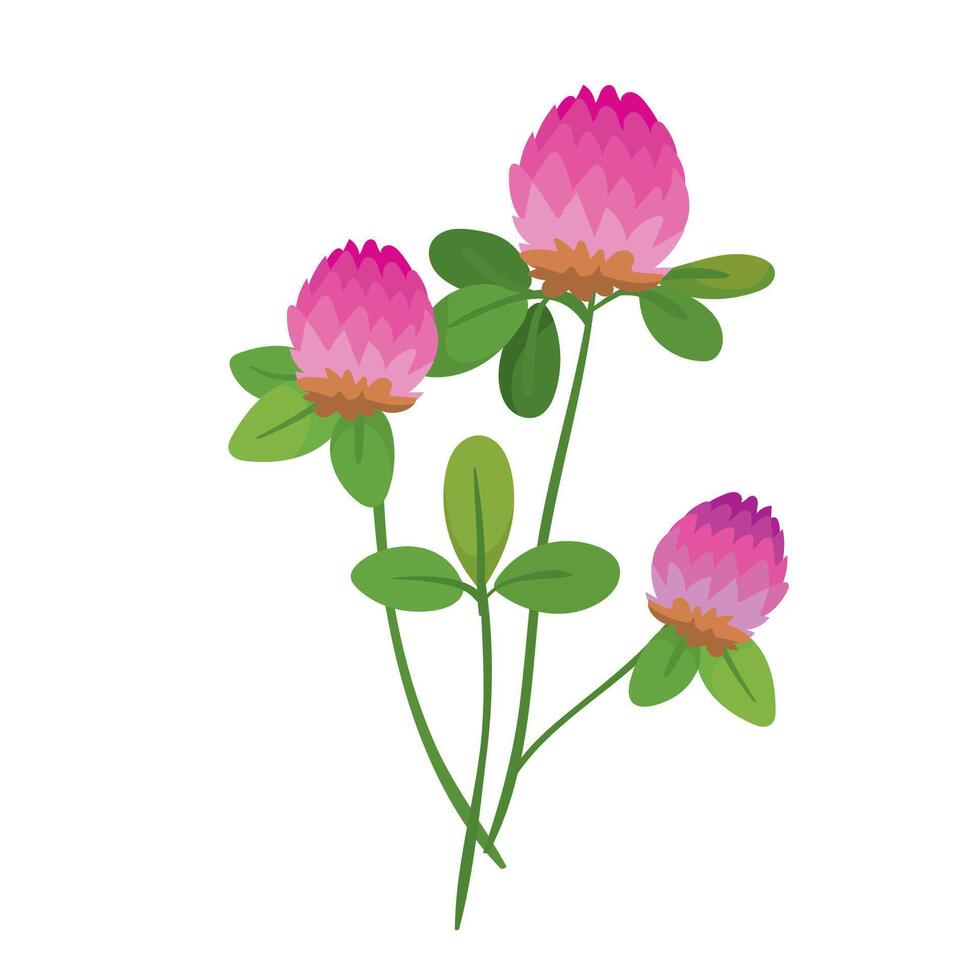 Botanic illustration of pink clover sprigs isolated vector