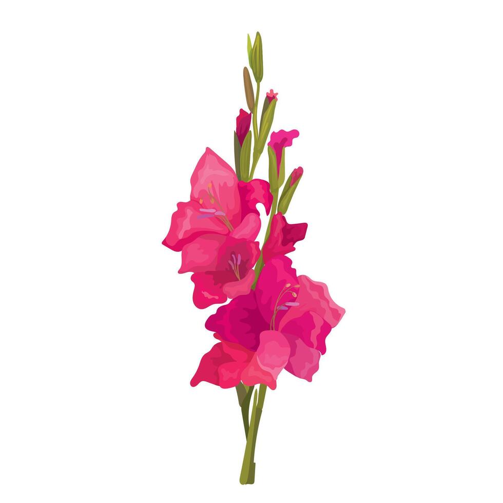 Botanic illustration of beautiful red gladiolus flowers vector