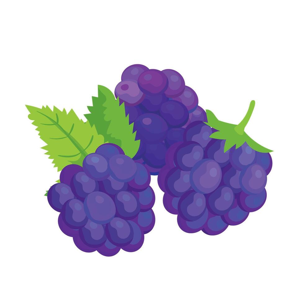 Botanic illustration of blackberries with leaves isolated vector