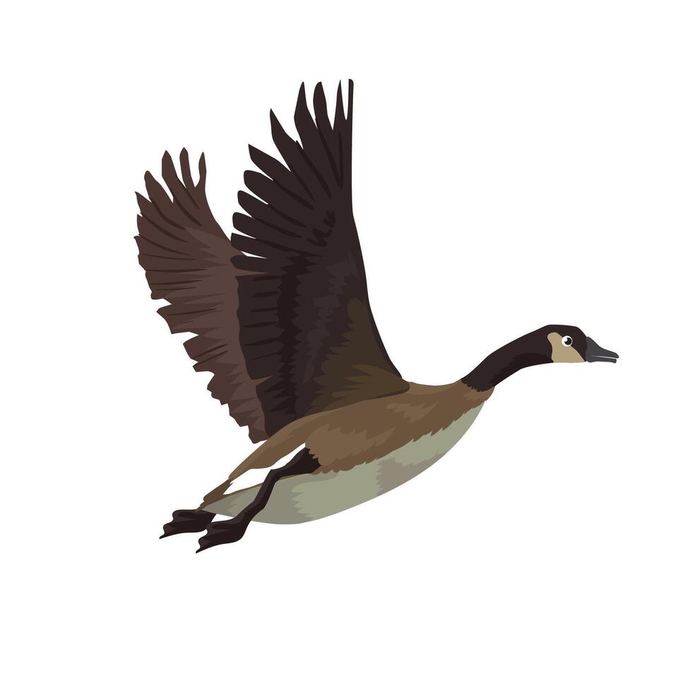 Big wild brown duck or goose flying vector