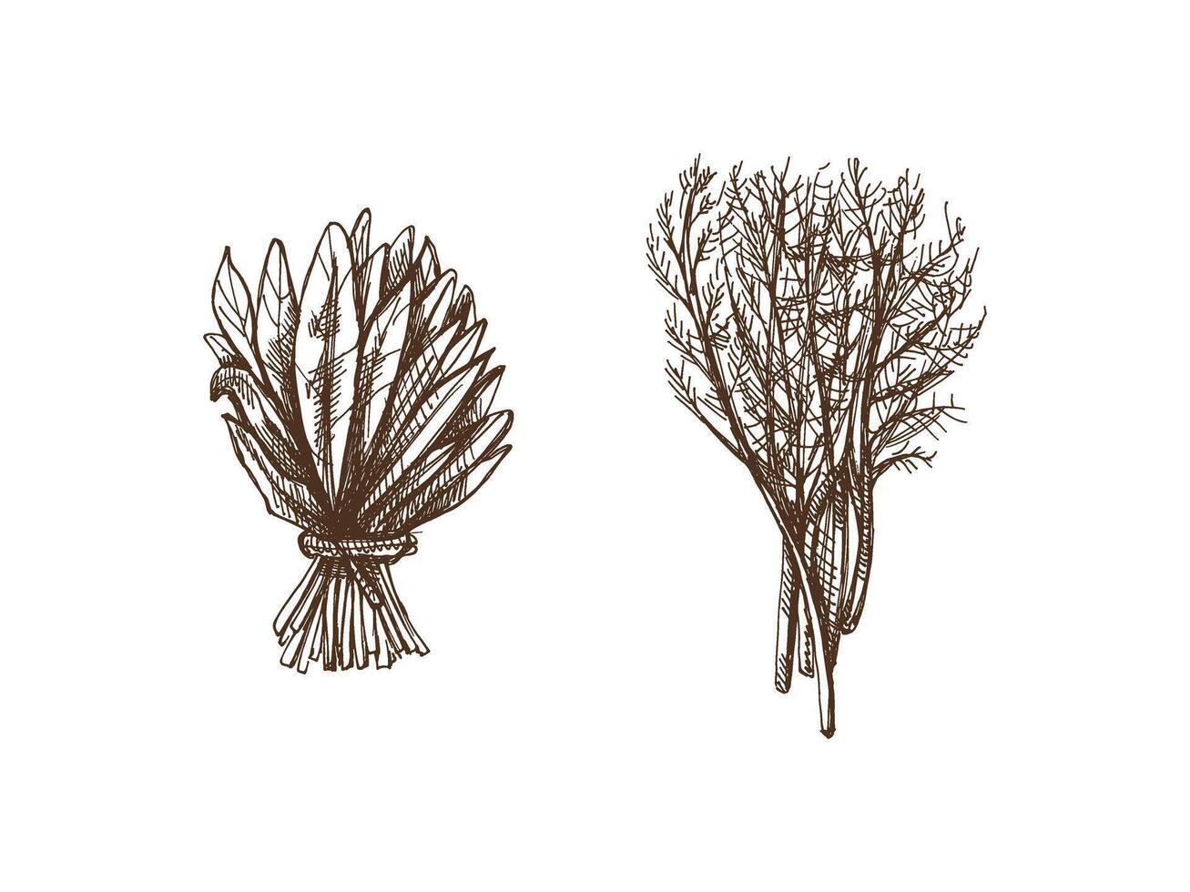 Hand-drawn monochrome sketch of a bunch of greens, spinach, dill. Doodle vintage illustration. Decorations for the menu of cafes and labels. Engraved image. vector