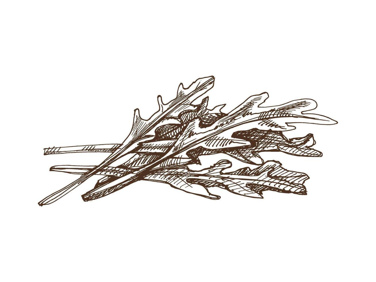 Hand-drawn monochrome sketch of a bunch of greens, arugula. Doodle vintage illustration. Decorations for the menu of cafes and labels. Engraved image. vector