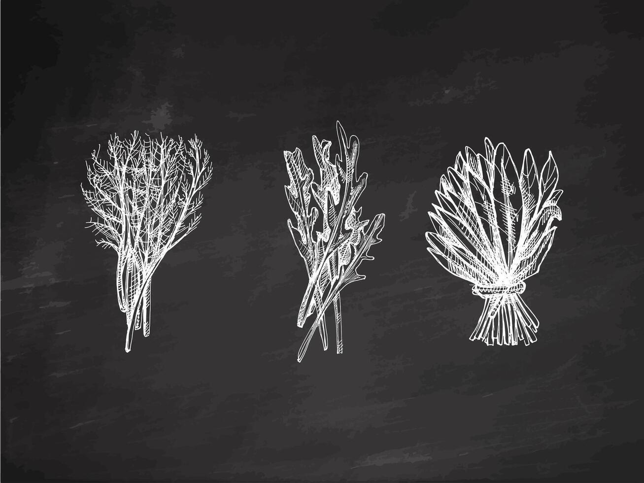 Hand-drawn monochrome sketch of a bunch of greens, arugula, spinach, dill. Doodle vintage illustration. Decorations for the menu of cafes and labels. Engraved image on chalkboard background. vector