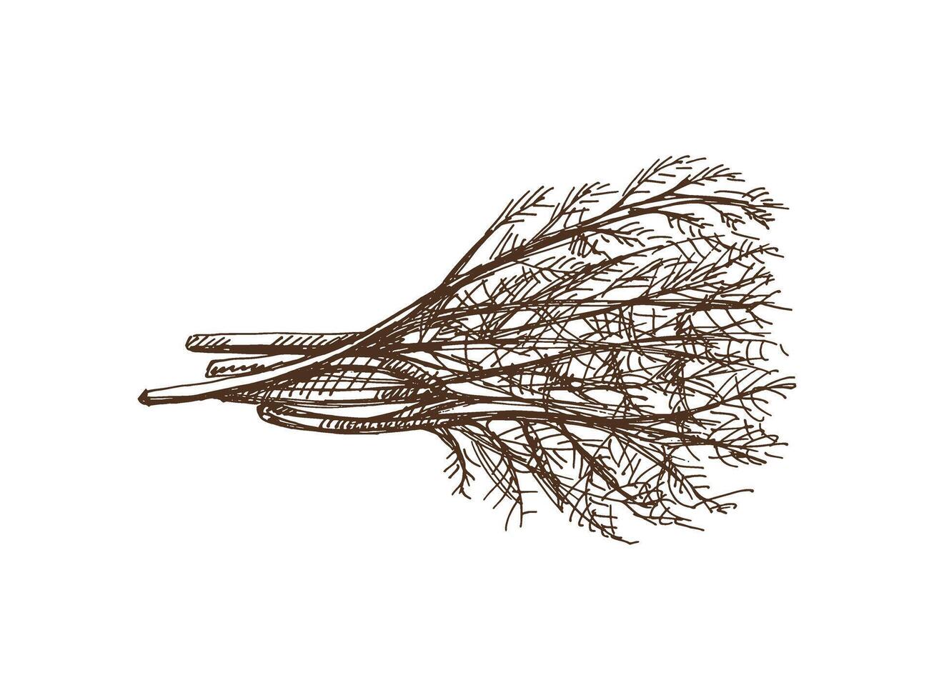 Hand-drawn monochrome sketch of a bunch of greens, dill. Doodle vintage illustration. Decorations for the menu of cafes and labels. Engraved image. vector