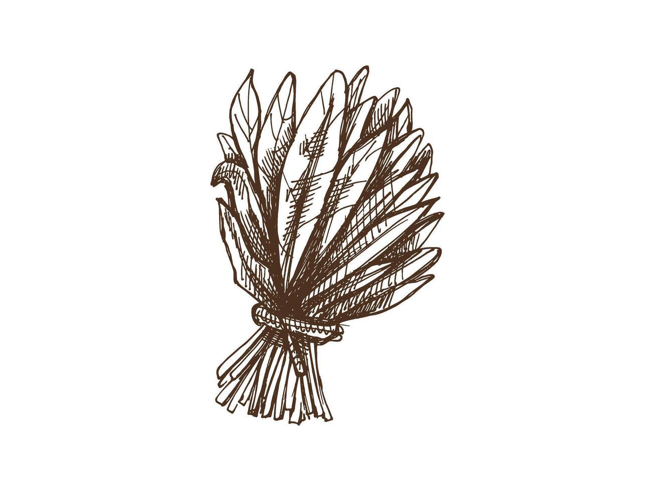 Hand-drawn monochrome sketch of a bunch of greens, spinach. Doodle vintage illustration. Decorations for the menu of cafes and labels. Engraved image. vector