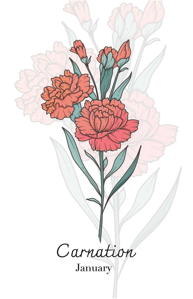 Carnation Line Art. Carnation flower Illustration. January Birth Month Flower. Carnation outline isolated on white. Hand painted line art botanical illustration. vector