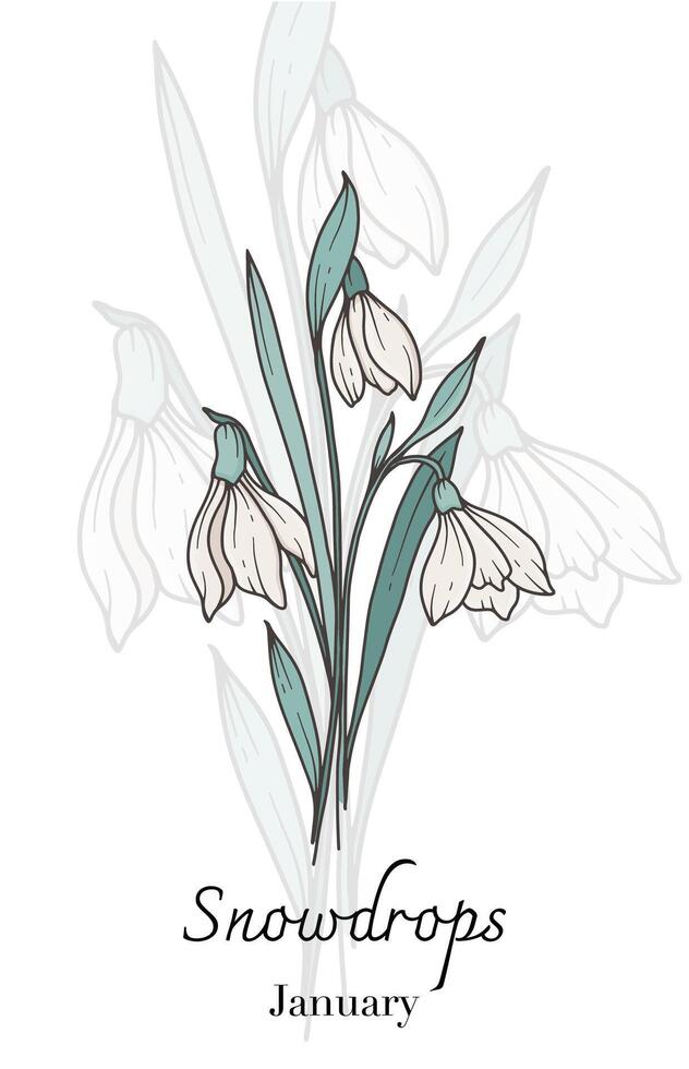 Snowdrops Line Art. Snowdrops flower Illustration. January Birth Month Flower. Snowdrops outline isolated on white. Hand drawn line art botanical illustration. vector