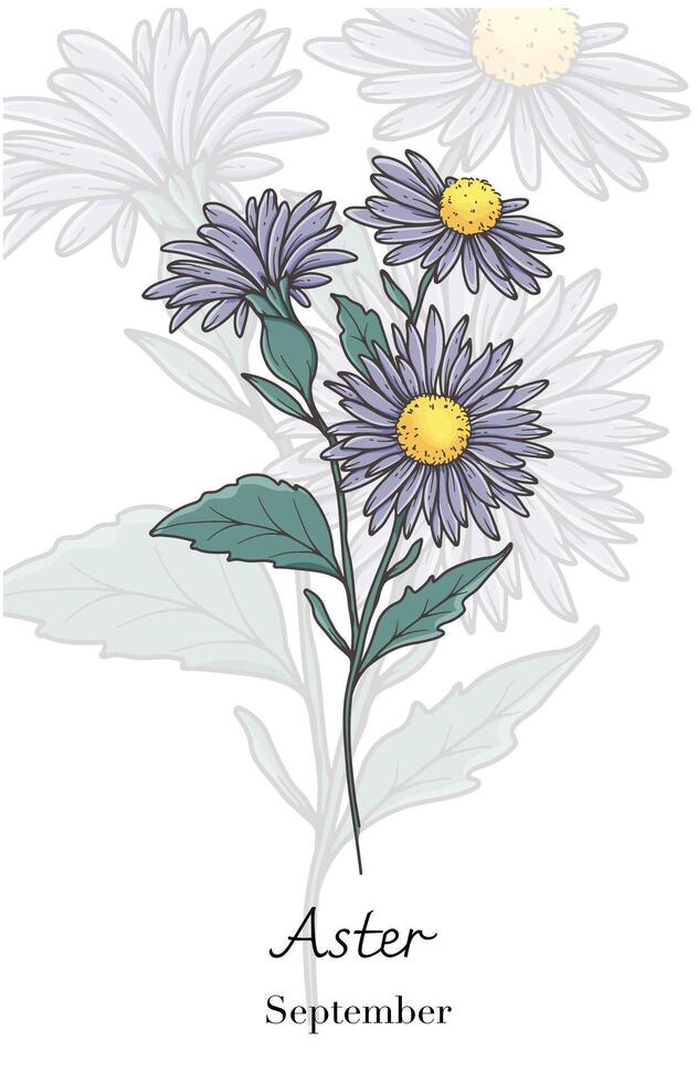 Aster Line Art. Aster flower Illustration. September Birth Month Flower. Aster outline isolated on white. Hand drawn line art botanical illustration. vector
