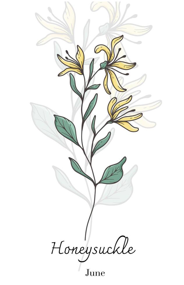 Honeysuckle Line Art. Honeysuckle flower Illustration. June Birth Month Flower. Honeysuckle outline isolated on white. Hand drawn line art botanical illustration. vector