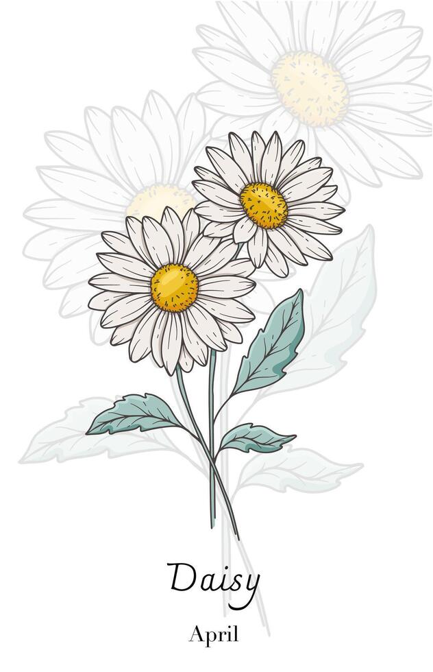 Daisy Line Art. Daisy flower Illustration. April Birth Month Flower. Daisy outline isolated on white. Hand drawn line art botanical illustration. vector