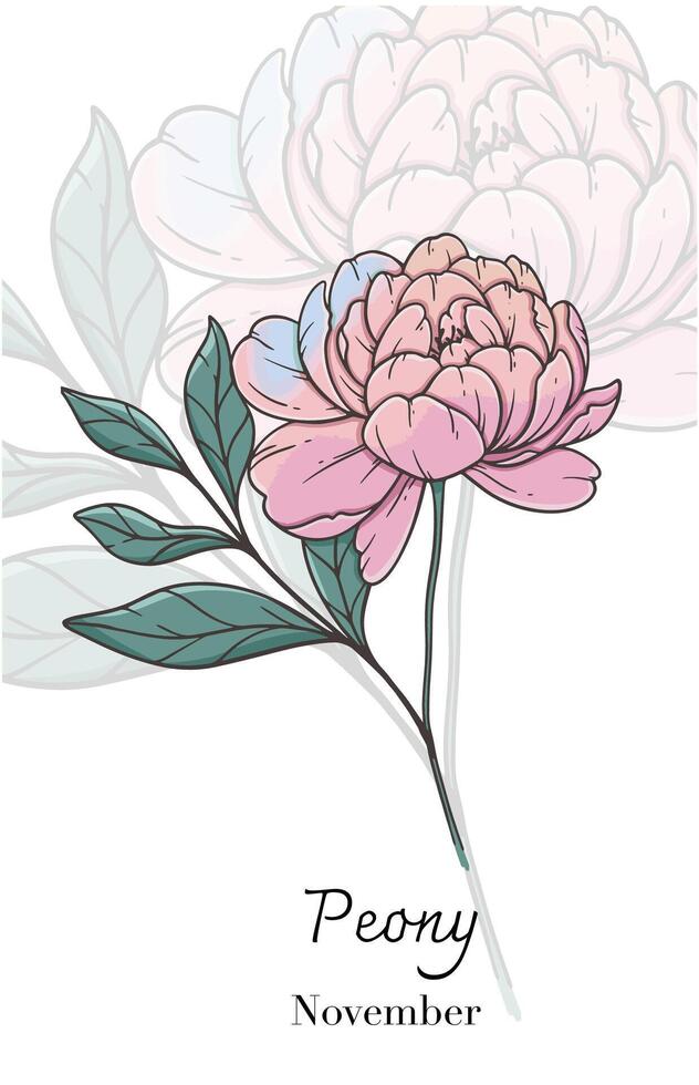 Peony Line Art. Peony flower Illustration. November Birth Month Flower. Peony outline isolated on white. Hand drawn line art botanical illustration. vector