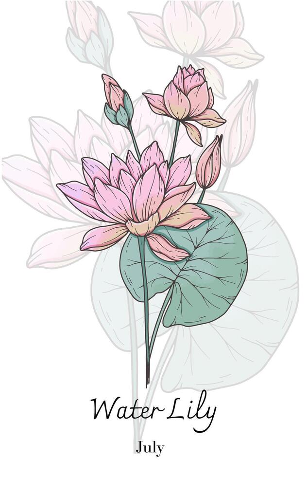 Water Lily Line Art. Water Lily flower Illustration. July Birth Month Flower. Water Lily outline isolated on white. Hand drawn line art botanical illustration. vector