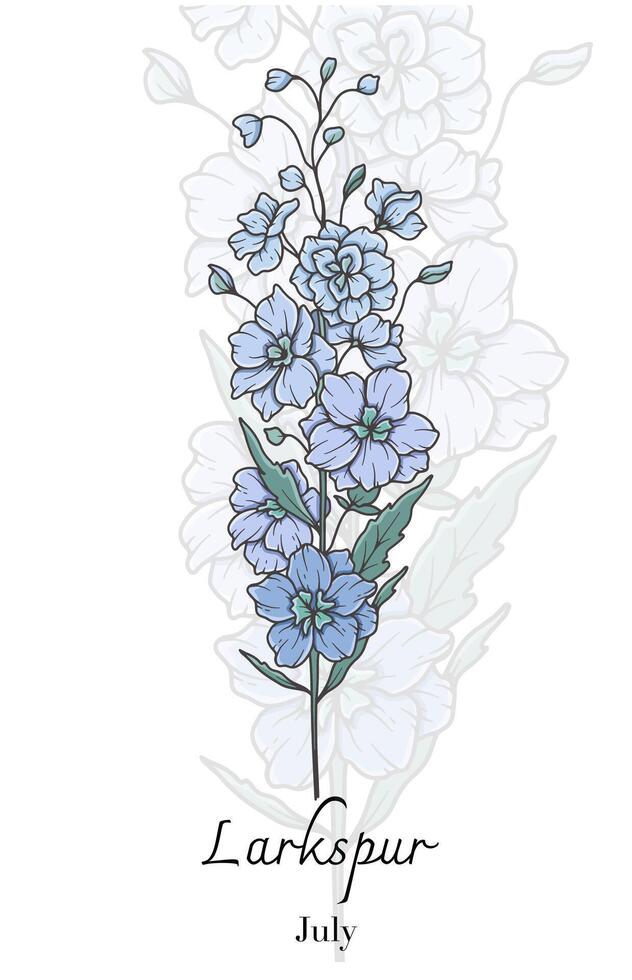Larkspur Line Art. Larkspur flower Illustration. July Birth Month Flower. Larkspur outline isolated on white. Hand drawn line art botanical illustration. vector
