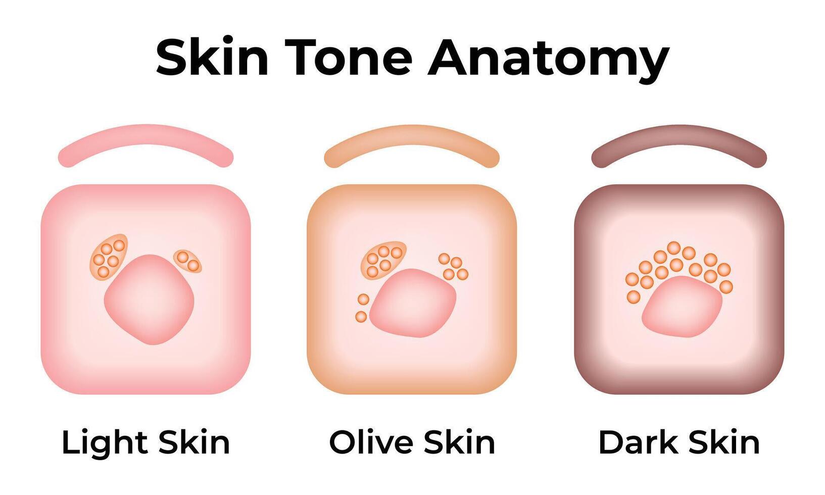 Skin Tone Anatomy Science Design Illustration Diagram vector