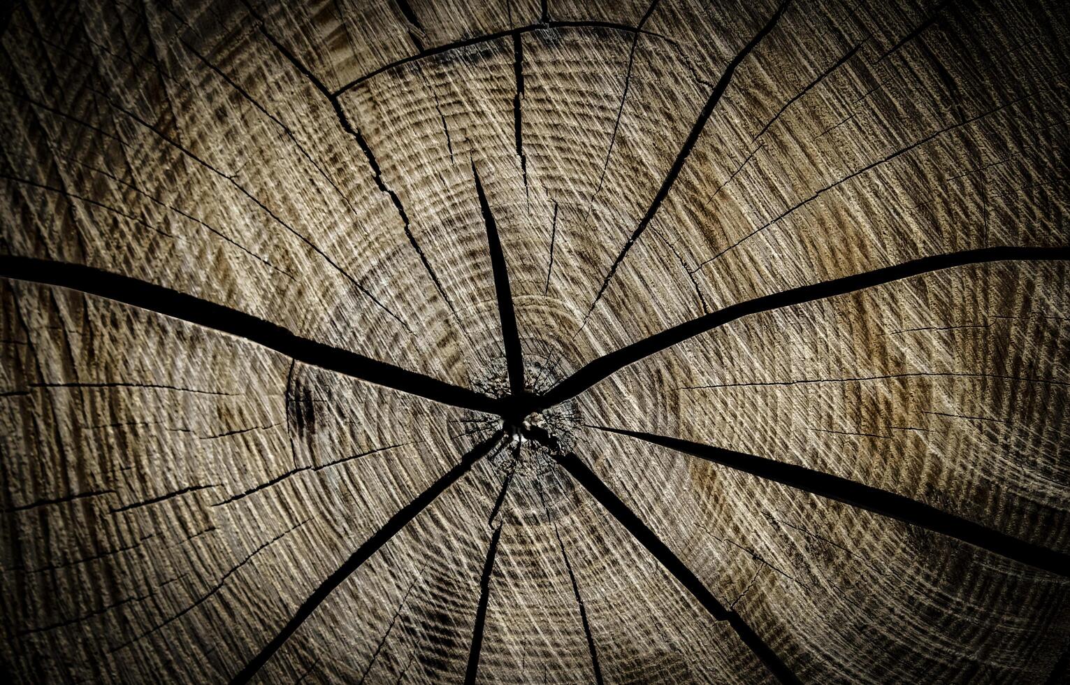 the texture of a wooden slice with cracks photo