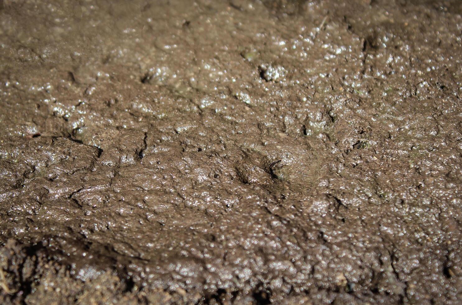 background texture swamp photo
