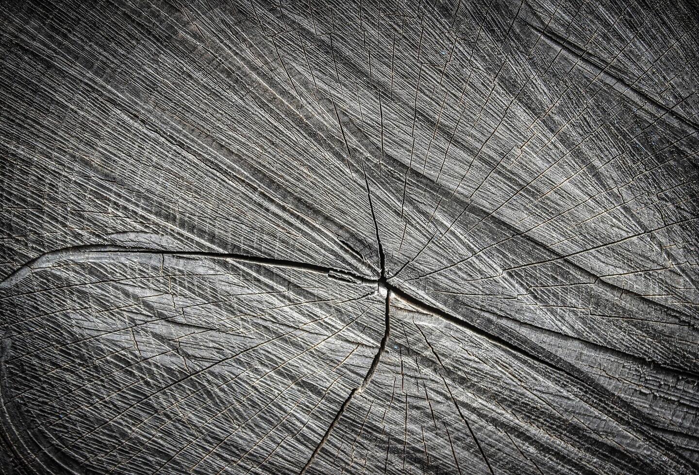 the texture of a wooden slice with cracks photo