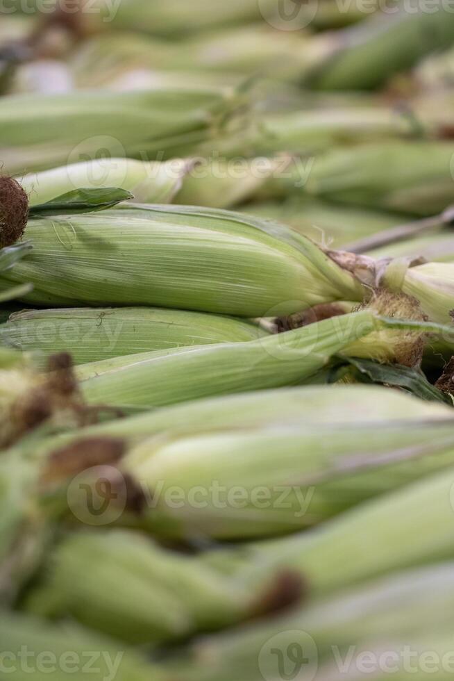 Farmed Corn on the Cob photo