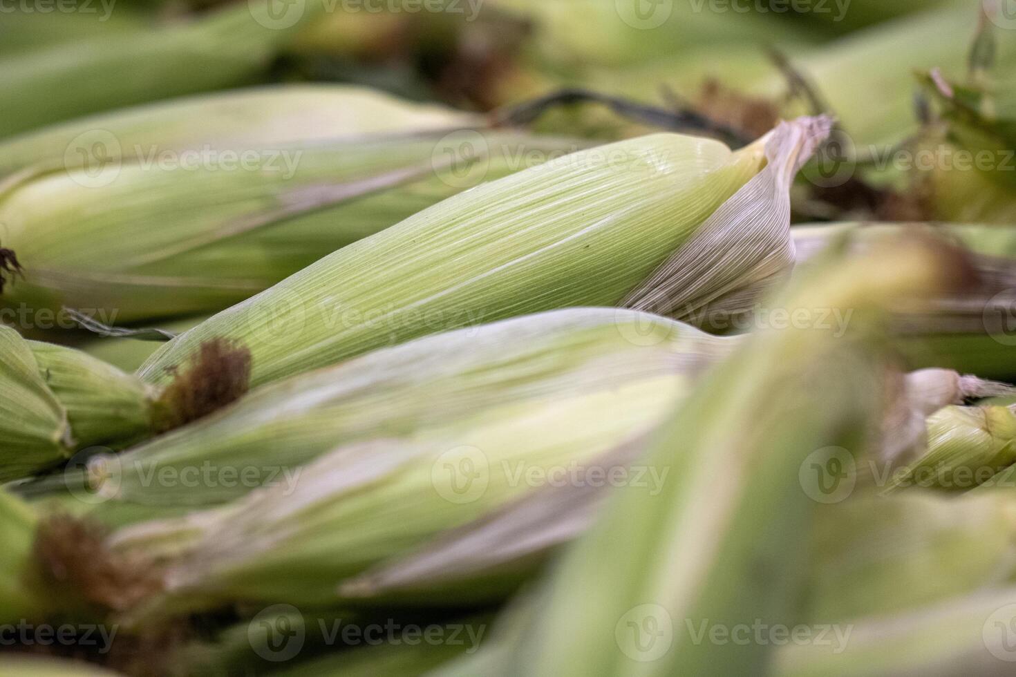 Farmed Corn on the Cob photo