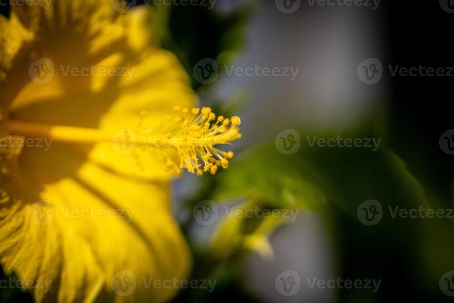Close Up on Yellow Hibiscus photo