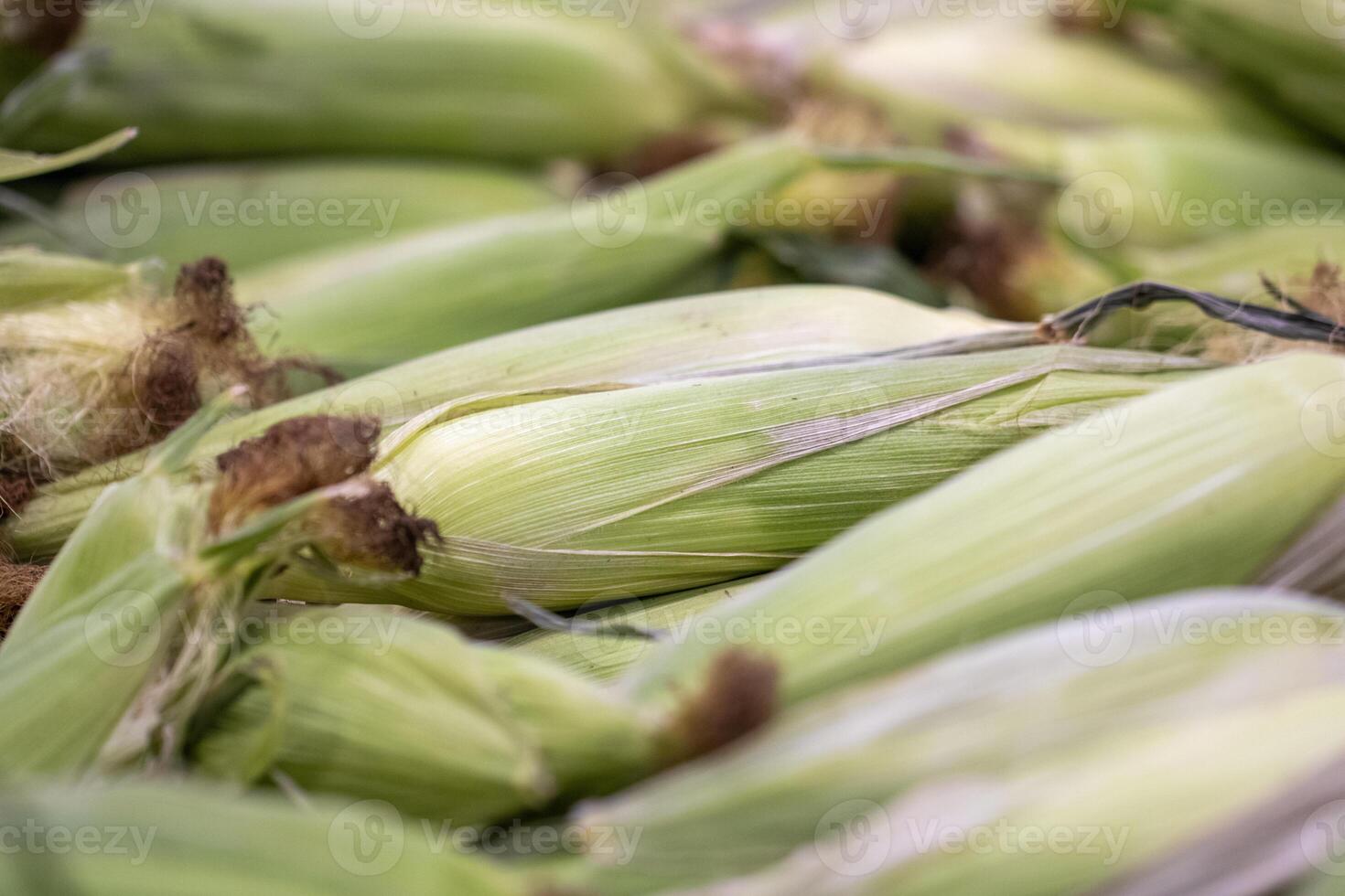 Farmed Corn on the Cob photo