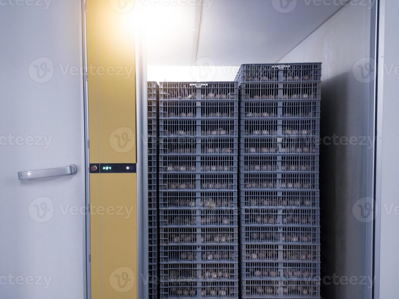 Technology of hatchery industry to produce good quality hatching chickens new born.Technology of smart hatchery machinery for hatching eggs. photo