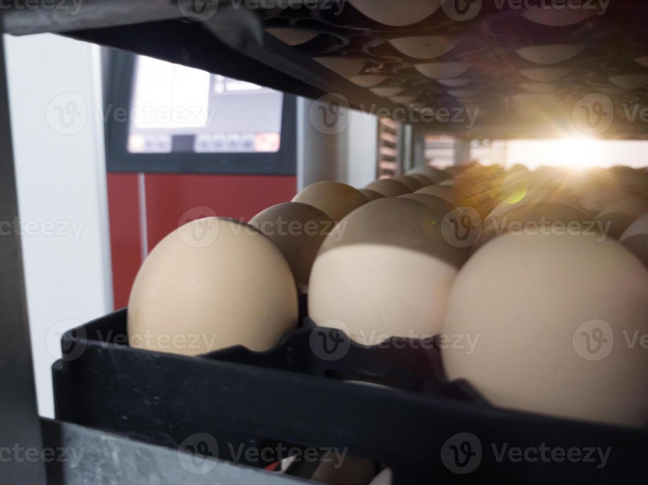Close up the eggs on the trolley with concept technology of smart incubation hatchering machine. Modern hatchery technology. photo