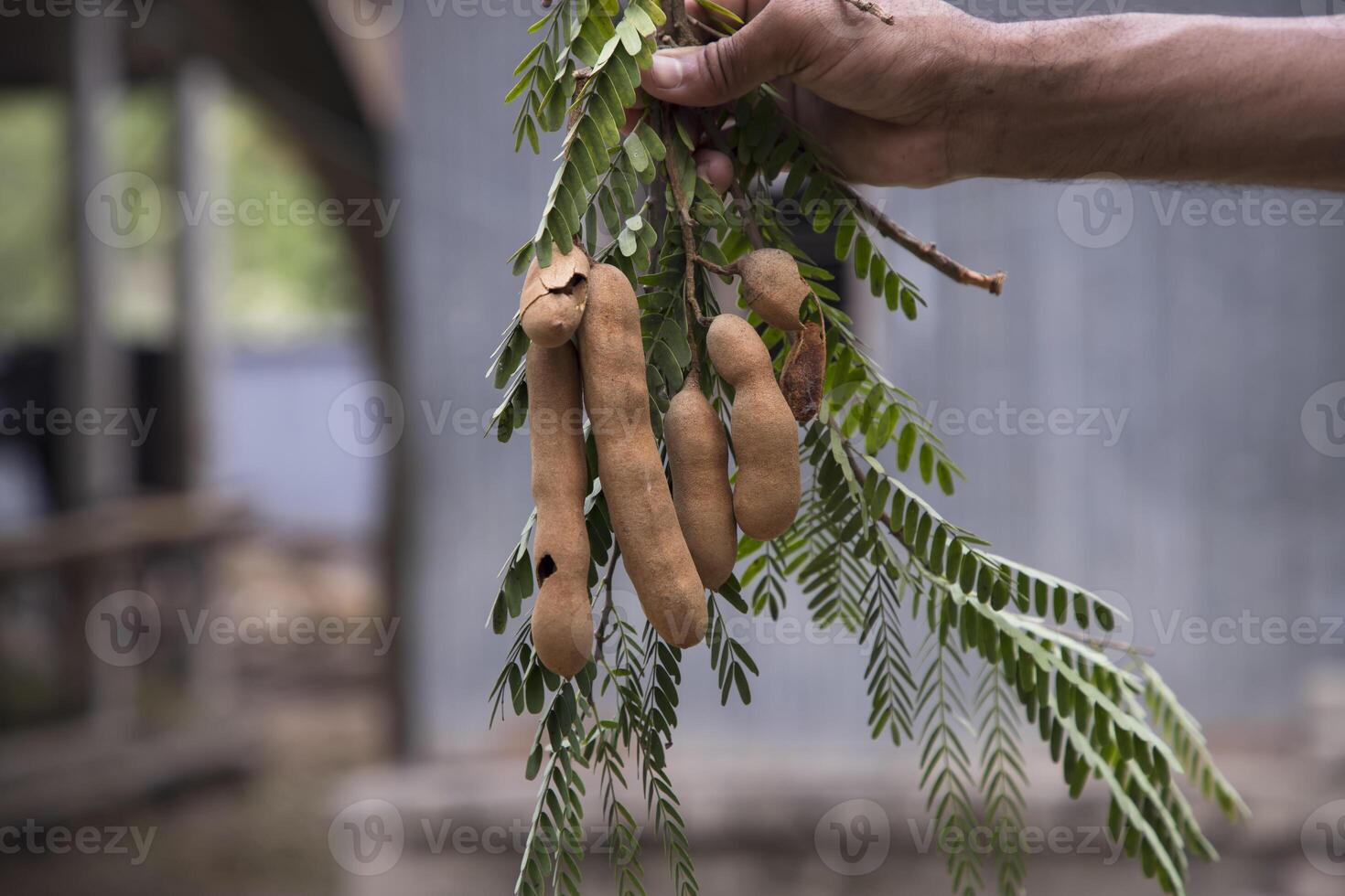 Hand holding some Tamarind Fruits, green leaves with Blurry Background. Selective Focus photo
