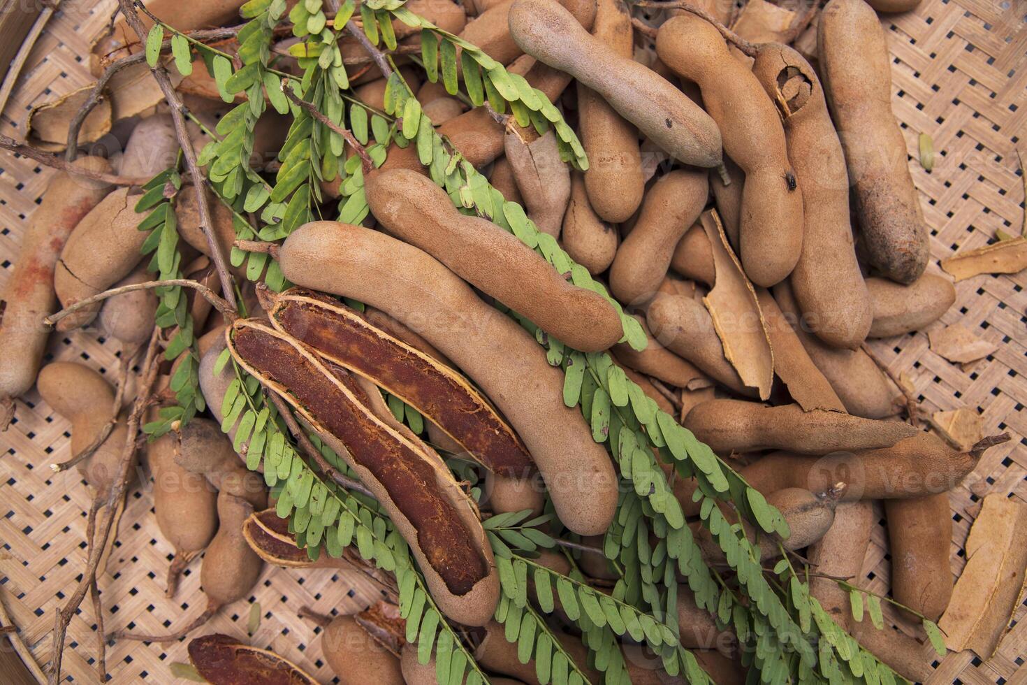 Closeup Focus Some Ripe Tamarind Fruits with Green Leaves photo