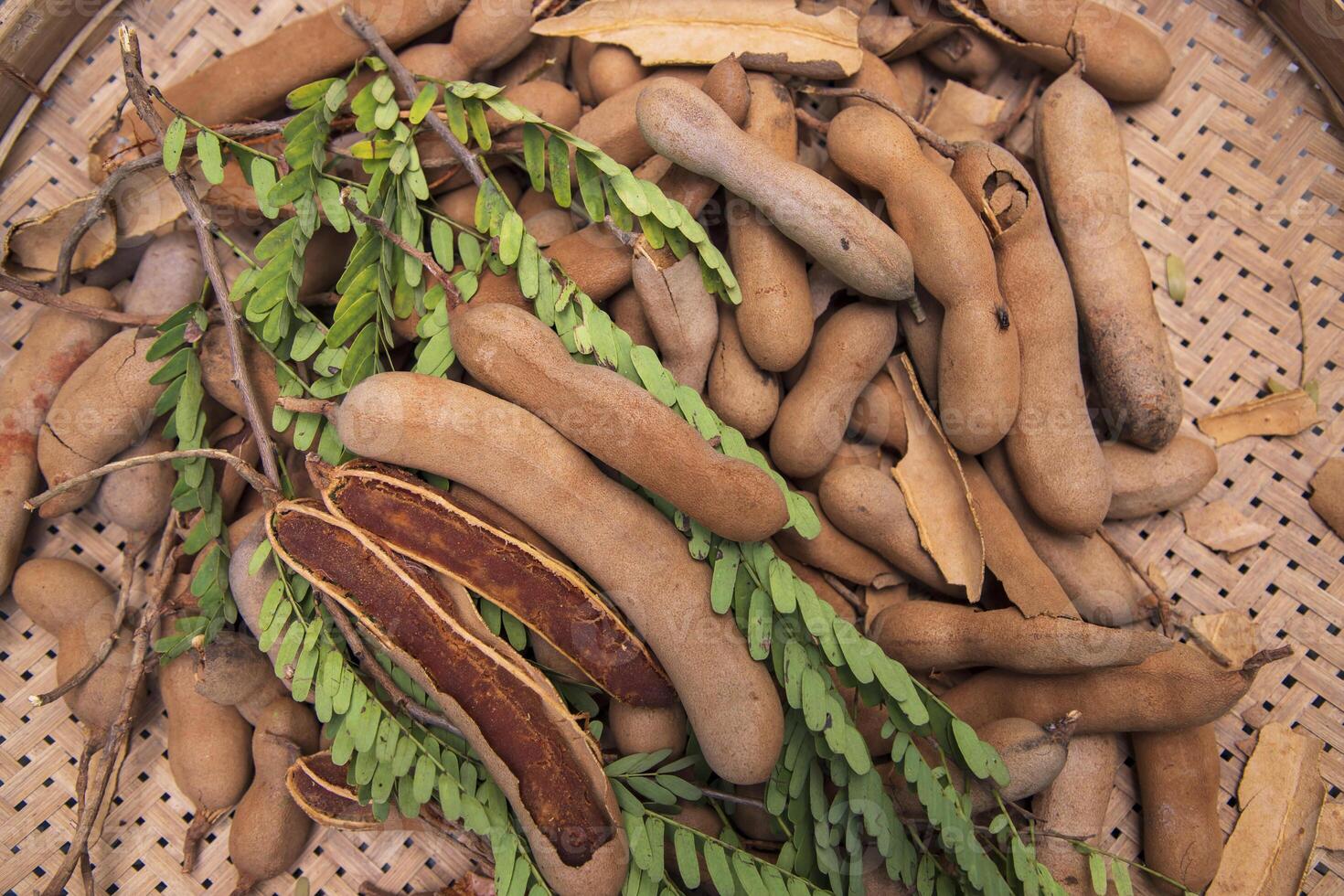 Closeup Focus Some Ripe Tamarind Fruits with Green Leaves photo