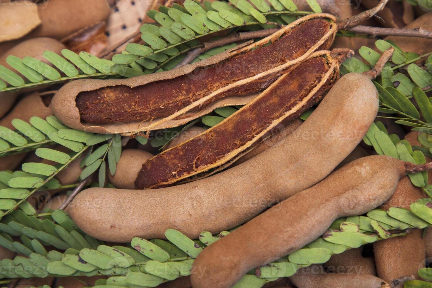 Closeup Focus Some Ripe Tamarind Fruits with Green Leaves photo