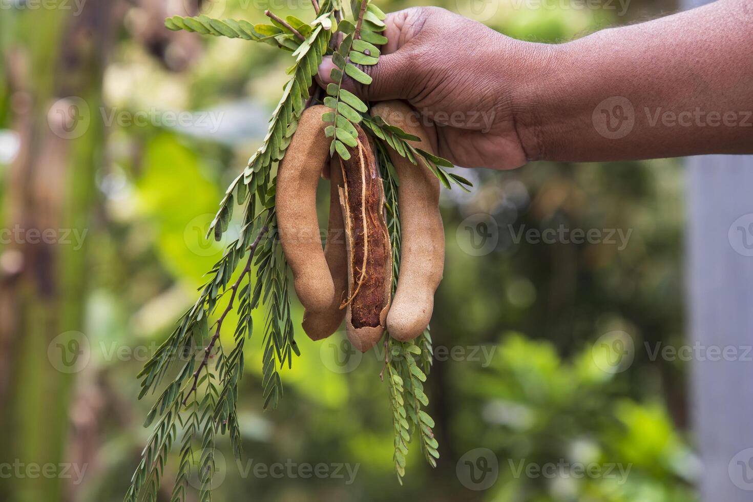 Hand holding some Tamarind Fruits, green leaves with Blurry Background. Selective Focus photo