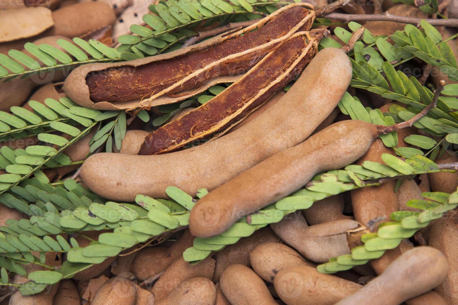 Closeup Focus Some Ripe Tamarind Fruits with Green Leaves photo