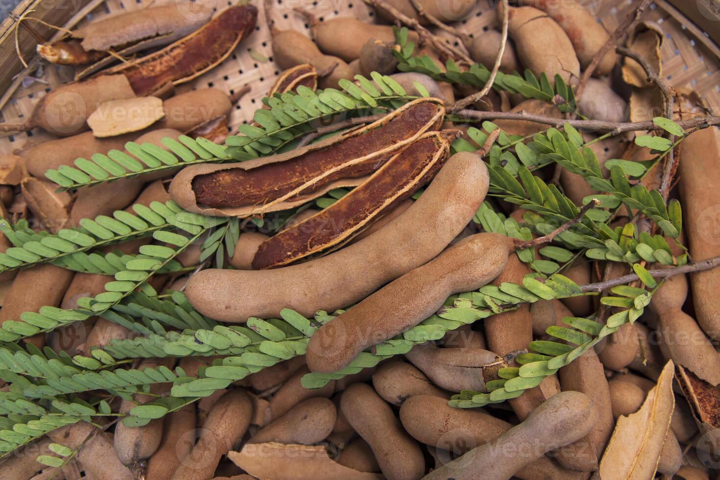 Closeup Focus Some Ripe Tamarind Fruits with Green Leaves photo