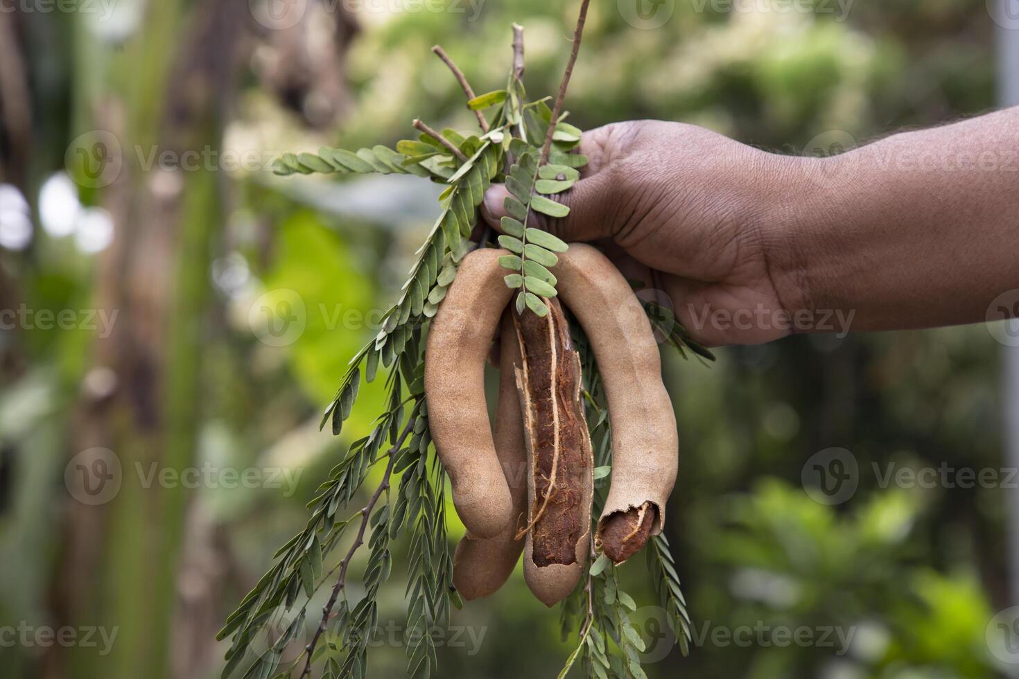 Hand holding some Tamarind Fruits, green leaves with Blurry Background. Selective Focus photo