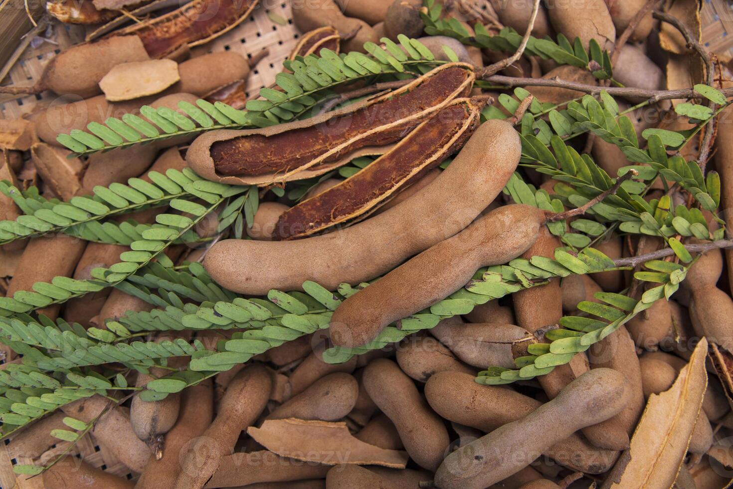Closeup Focus Some Ripe Tamarind Fruits with Green Leaves photo