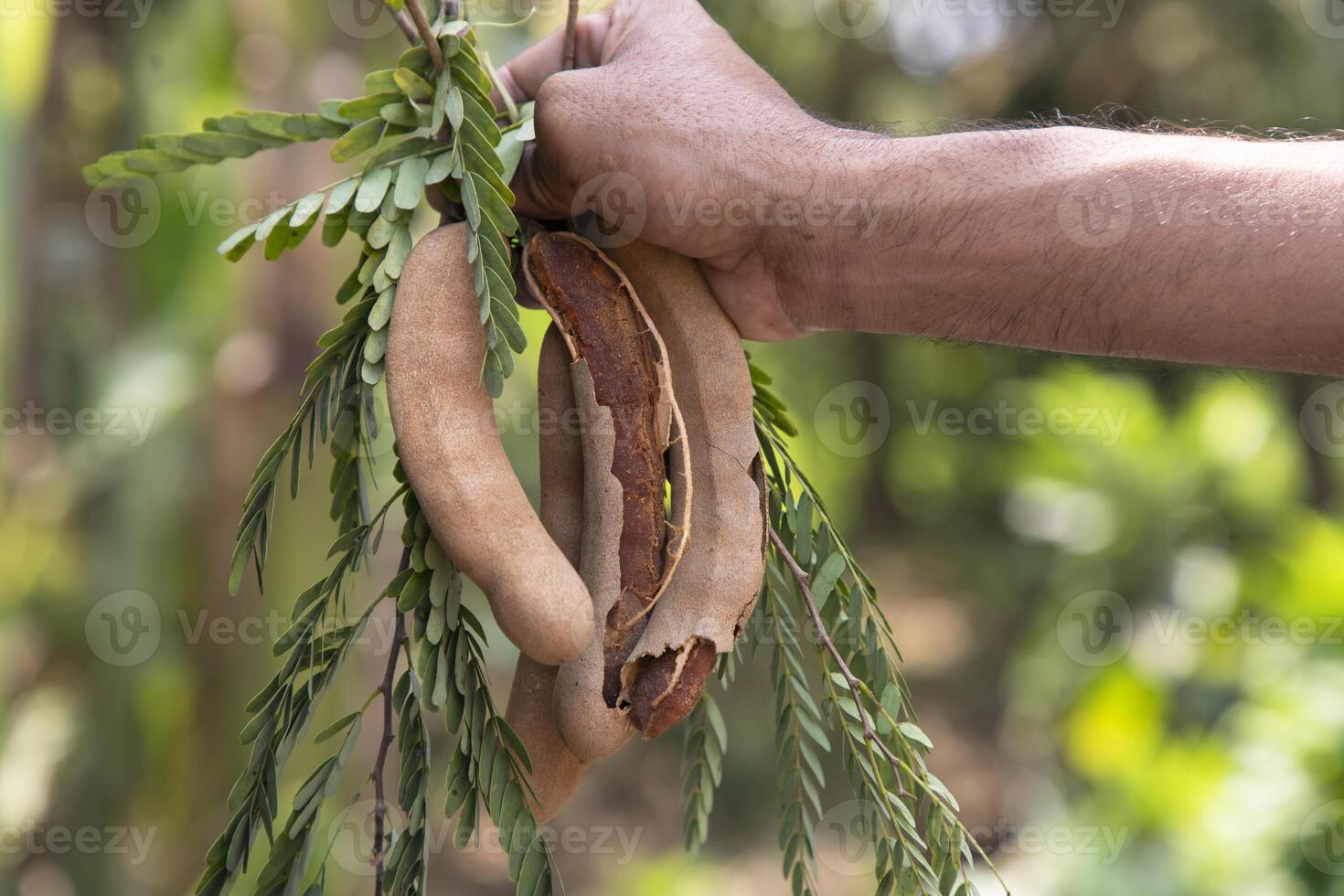 Hand holding some Tamarind Fruits, green leaves with Blurry Background. Selective Focus photo