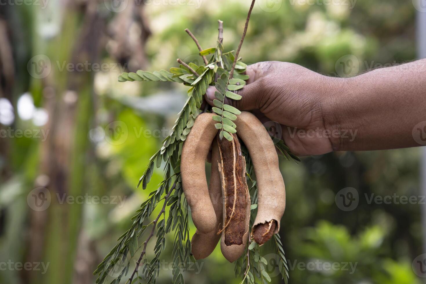 Hand holding some Tamarind Fruits, green leaves with Blurry Background. Selective Focus photo