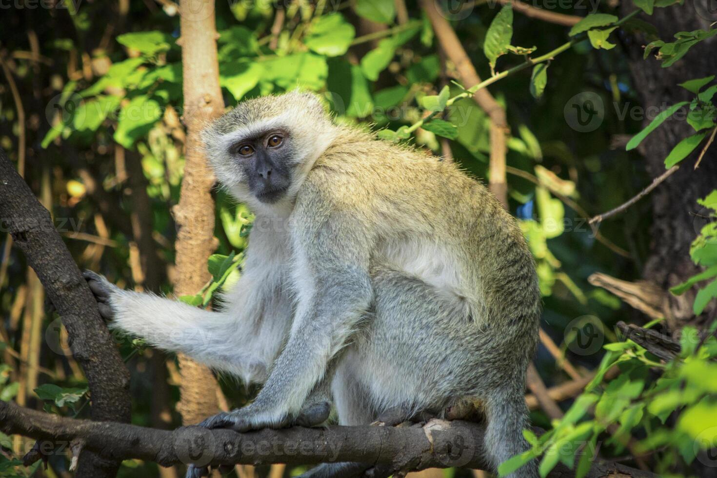Vervet monkey in a tree in thick bush of Chobe National Park in Botswana during a safari in Africa photo