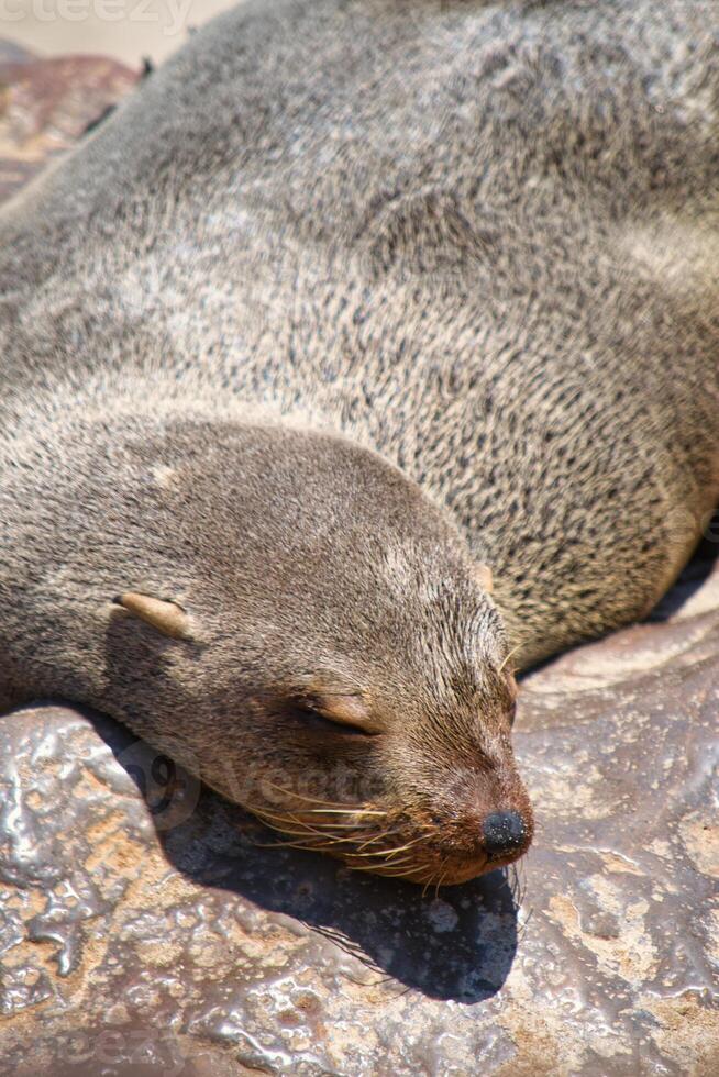 Seal lying, resting and sleeping on a rock. Selective focus. photo
