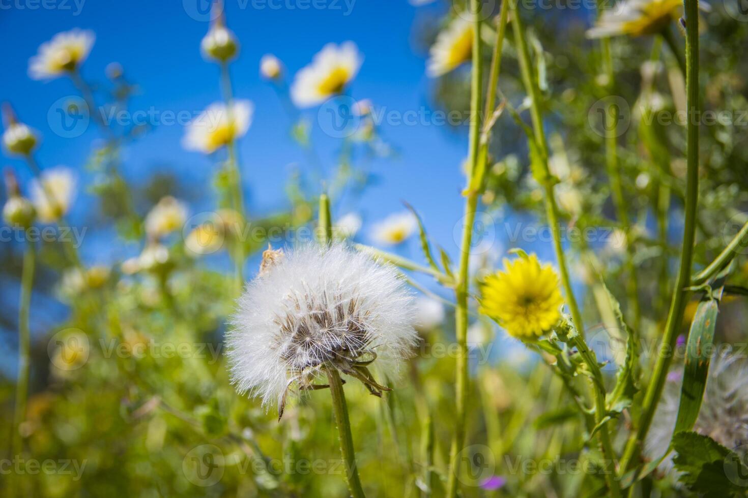 Low angle view of a flower field with dandelion seed head in the foreground. photo