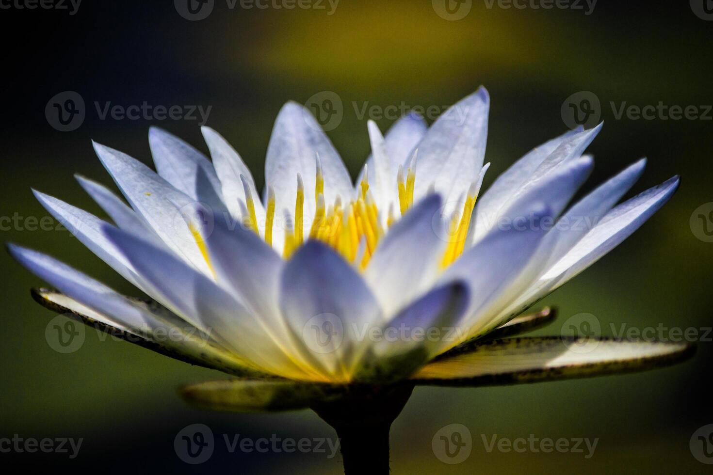 Close-up of Water Lily Nymphaeaceae with white leafs and green blurry background photo