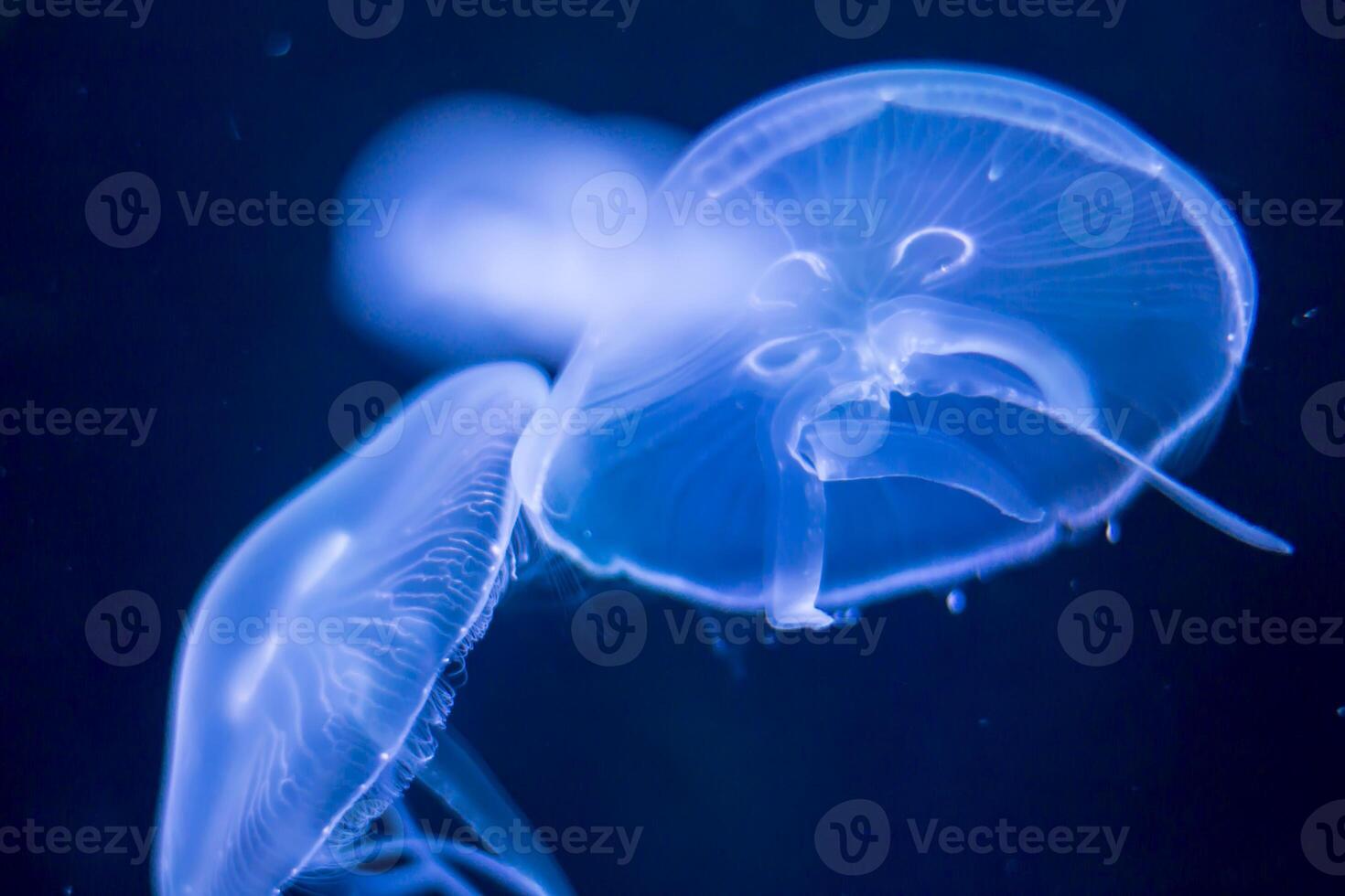 Closeup view, of a jellyfish illuminated against a dark blue background, highlighting its intricate patterns and delicate nature. photo