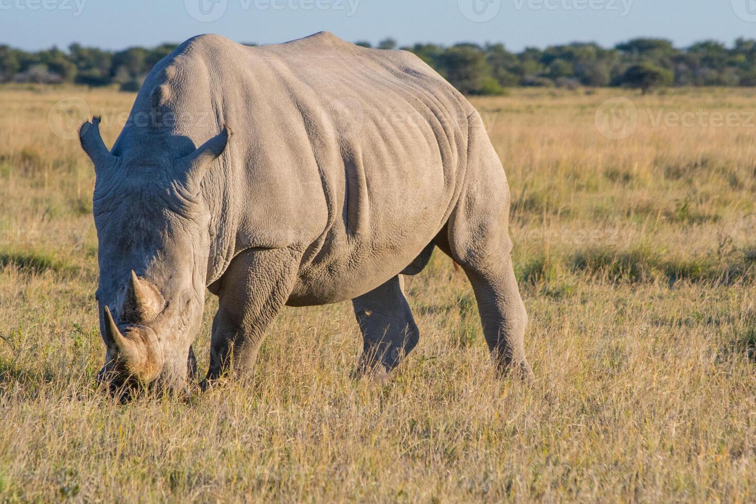 White Rhino rhinoceros standing and grazing at Khama Rhino Sanctuary, Botswana, full length and side view photo