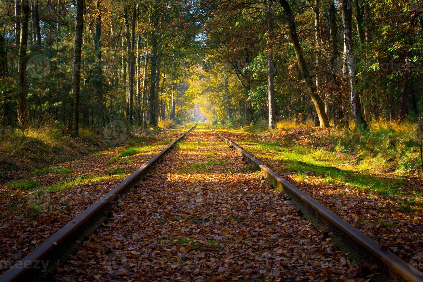 Empty railroad track through the forest in autumn on a sunny day, vanishing point photo