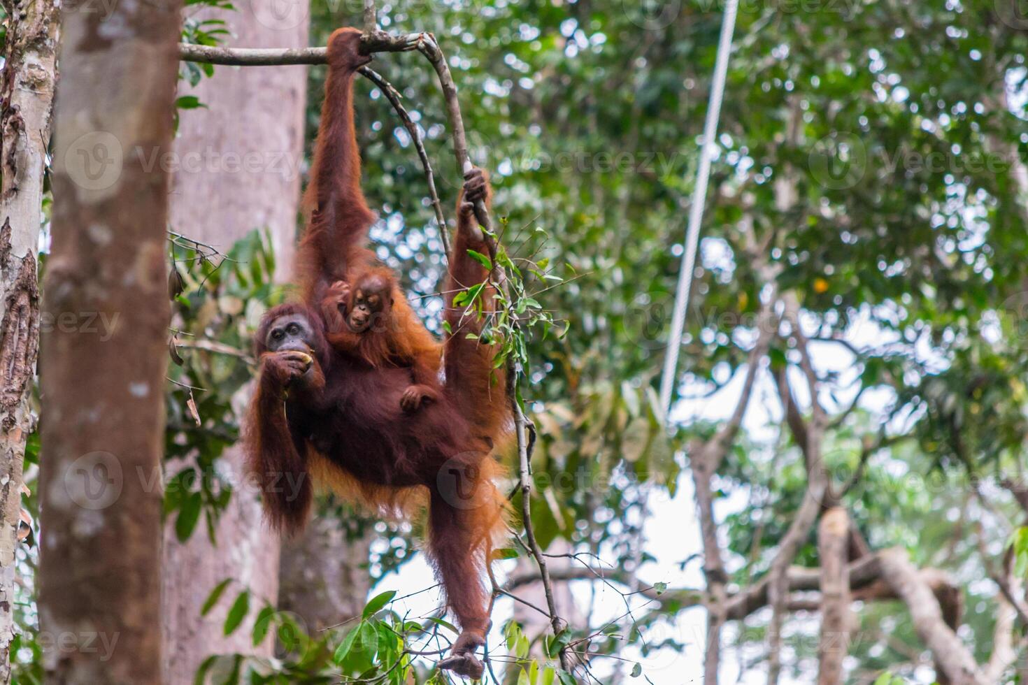 Orangutan hanging in a tree in the jungle of Borneo, holding a baby photo