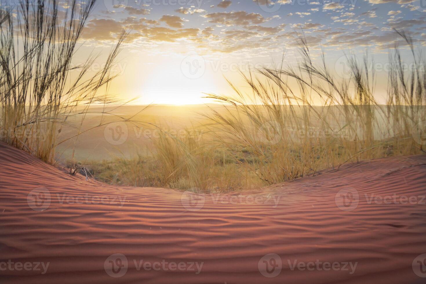 Red colored sand dunes of Sossusvlei in Namibia during a dramatic sunset, sand and grass in foreground, valley and desert in the background, sun setting on the horizon photo