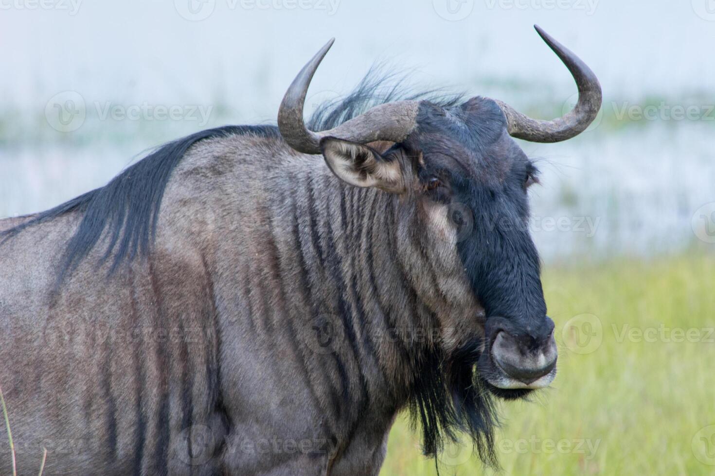 Blue wildebeest Connochaetes taurinus also called the common wildebeest, white-bearded wildebeest, or brindled gnu, is a large antelope and one of the two species of wildebeests. photo
